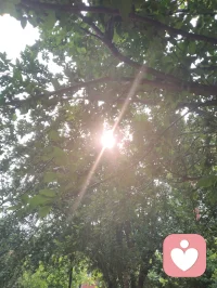 树叶间漏下的晨光，恰似内心藏起的温柔。心理学讲接纳自我，借自然微光和解所有不安与内耗。