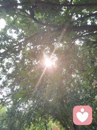 树叶间漏下的晨光，恰似内心藏起的温柔。心理学讲接纳自我，借自然微光和解所有不安与内耗。