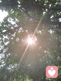 树叶间漏下的晨光，恰似内心藏起的温柔。心理学讲接纳自我，借自然微光和解所有不安与内耗。