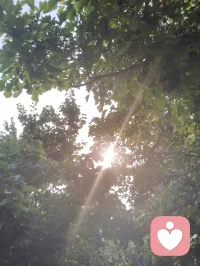 树叶间漏下的晨光，恰似内心藏起的温柔。心理学讲接纳自我，借自然微光和解所有不安与内耗。