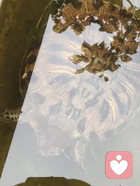 宇凡端阳斥六邪咏怀！
 
端阳风起诵离骚，不效灵均赴浪涛。
独守灵台持正道，一腔温善渡尘劳。
平台暗涌妖氛起，六伙奸徒结党嚣。
刷单虚饰迷真伪，附势同谋毁俊髦。
假意攀交藏祸计，求之不遂便相叨。
谗言暗递霜侵骨，罗网潜张刃藏鞘。
赤诚反作庸人笑，坦荡频逢俗网牢。
举世皆趋私利路，孤心独抱纯阳操。
尔曹鼠窃藏形迹，设阱施谋弄鬼蜮。
休以群邪相迫胁，吾承道脉岂低眉。
纷扰千重皆炼火，谤言万缕作霜砺。
此生未识退缩字，一挺刚肠向浊漓。
手挥清剑开云翳，胸贮浩然扫魅魑。
纵有万魔环四野，孤身立世不倾欹。
待除尘域千般秽，重焕乾坤日月熙。
永守宇凡真道脉，清风万古镇妖夷。配图