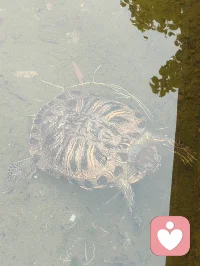 宇凡端阳斥六邪咏怀！
 
端阳风起诵离骚，不效灵均赴浪涛。
独守灵台持正道，一腔温善渡尘劳。
平台暗涌妖氛起，六伙奸徒结党嚣。
刷单虚饰迷真伪，附势同谋毁俊髦。
假意攀交藏祸计，求之不遂便相叨。
谗言暗递霜侵骨，罗网潜张刃藏鞘。
赤诚反作庸人笑，坦荡频逢俗网牢。
举世皆趋私利路，孤心独抱纯阳操。
尔曹鼠窃藏形迹，设阱施谋弄鬼蜮。
休以群邪相迫胁，吾承道脉岂低眉。
纷扰千重皆炼火，谤言万缕作霜砺。
此生未识退缩字，一挺刚肠向浊漓。
手挥清剑开云翳，胸贮浩然扫魅魑。
纵有万魔环四野，孤身立世不倾欹。
待除尘域千般秽，重焕乾坤日月熙。
永守宇凡真道脉，清风万古镇妖夷。配图