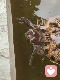 宇凡端阳斥六邪咏怀！
 
端阳风起诵离骚，不效灵均赴浪涛。
独守灵台持正道，一腔温善渡尘劳。
平台暗涌妖氛起，六伙奸徒结党嚣。
刷单虚饰迷真伪，附势同谋毁俊髦。
假意攀交藏祸计，求之不遂便相叨。
谗言暗递霜侵骨，罗网潜张刃藏鞘。
赤诚反作庸人笑，坦荡频逢俗网牢。
举世皆趋私利路，孤心独抱纯阳操。
尔曹鼠窃藏形迹，设阱施谋弄鬼蜮。
休以群邪相迫胁，吾承道脉岂低眉。
纷扰千重皆炼火，谤言万缕作霜砺。
此生未识退缩字，一挺刚肠向浊漓。
手挥清剑开云翳，胸贮浩然扫魅魑。
纵有万魔环四野，孤身立世不倾欹。
待除尘域千般秽，重焕乾坤日月熙。
永守宇凡真道脉，清风万古镇妖夷。配图