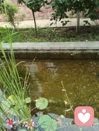 宇凡端阳斥六邪咏怀！
 
端阳风起诵离骚，不效灵均赴浪涛。
独守灵台持正道，一腔温善渡尘劳。
平台暗涌妖氛起，六伙奸徒结党嚣。
刷单虚饰迷真伪，附势同谋毁俊髦。
假意攀交藏祸计，求之不遂便相叨。
谗言暗递霜侵骨，罗网潜张刃藏鞘。
赤诚反作庸人笑，坦荡频逢俗网牢。
举世皆趋私利路，孤心独抱纯阳操。
尔曹鼠窃藏形迹，设阱施谋弄鬼蜮。
休以群邪相迫胁，吾承道脉岂低眉。
纷扰千重皆炼火，谤言万缕作霜砺。
此生未识退缩字，一挺刚肠向浊漓。
手挥清剑开云翳，胸贮浩然扫魅魑。
纵有万魔环四野，孤身立世不倾欹。
待除尘域千般秽，重焕乾坤日月熙。
永守宇凡真道脉，清风万古镇妖夷。配图