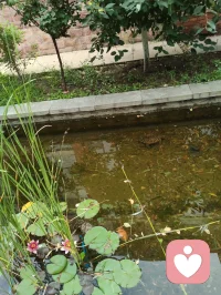 宇凡端阳斥六邪咏怀！
 
端阳风起诵离骚，不效灵均赴浪涛。
独守灵台持正道，一腔温善渡尘劳。
平台暗涌妖氛起，六伙奸徒结党嚣。
刷单虚饰迷真伪，附势同谋毁俊髦。
假意攀交藏祸计，求之不遂便相叨。
谗言暗递霜侵骨，罗网潜张刃藏鞘。
赤诚反作庸人笑，坦荡频逢俗网牢。
举世皆趋私利路，孤心独抱纯阳操。
尔曹鼠窃藏形迹，设阱施谋弄鬼蜮。
休以群邪相迫胁，吾承道脉岂低眉。
纷扰千重皆炼火，谤言万缕作霜砺。
此生未识退缩字，一挺刚肠向浊漓。
手挥清剑开云翳，胸贮浩然扫魅魑。
纵有万魔环四野，孤身立世不倾欹。
待除尘域千般秽，重焕乾坤日月熙。
永守宇凡真道脉，清风万古镇妖夷。配图