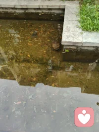 宇凡端阳斥六邪咏怀！
 
端阳风起诵离骚，不效灵均赴浪涛。
独守灵台持正道，一腔温善渡尘劳。
平台暗涌妖氛起，六伙奸徒结党嚣。
刷单虚饰迷真伪，附势同谋毁俊髦。
假意攀交藏祸计，求之不遂便相叨。
谗言暗递霜侵骨，罗网潜张刃藏鞘。
赤诚反作庸人笑，坦荡频逢俗网牢。
举世皆趋私利路，孤心独抱纯阳操。
尔曹鼠窃藏形迹，设阱施谋弄鬼蜮。
休以群邪相迫胁，吾承道脉岂低眉。
纷扰千重皆炼火，谤言万缕作霜砺。
此生未识退缩字，一挺刚肠向浊漓。
手挥清剑开云翳，胸贮浩然扫魅魑。
纵有万魔环四野，孤身立世不倾欹。
待除尘域千般秽，重焕乾坤日月熙。
永守宇凡真道脉，清风万古镇妖夷。配图