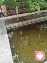 宇凡端阳斥六邪咏怀！
 
端阳风起诵离骚，不效灵均赴浪涛。
独守灵台持正道，一腔温善渡尘劳。
平台暗涌妖氛起，六伙奸徒结党嚣。
刷单虚饰迷真伪，附势同谋毁俊髦。
假意攀交藏祸计，求之不遂便相叨。
谗言暗递霜侵骨，罗网潜张刃藏鞘。
赤诚反作庸人笑，坦荡频逢俗网牢。
举世皆趋私利路，孤心独抱纯阳操。
尔曹鼠窃藏形迹，设阱施谋弄鬼蜮。
休以群邪相迫胁，吾承道脉岂低眉。
纷扰千重皆炼火，谤言万缕作霜砺。
此生未识退缩字，一挺刚肠向浊漓。
手挥清剑开云翳，胸贮浩然扫魅魑。
纵有万魔环四野，孤身立世不倾欹。
待除尘域千般秽，重焕乾坤日月熙。
永守宇凡真道脉，清风万古镇妖夷。配图