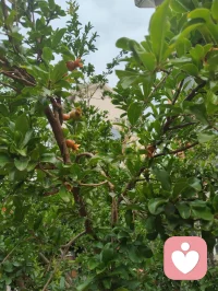 《蒲泉伴远人》（写给海外游子·端午寄声曲）
 
主歌1
远隔重洋悉尼云，蒲艾轻摇端阳晨
一纸长评温字句，识我松泉声韵真
历尽尘嚣心多困，听我低言抚伤痕
道脉纯阳藏方寸，洛神清姿不染尘
 
副歌
有我相伴不孤贫，红尘一路共相循
泉声漫洗眉间闷，道骨长护世间人
给力长亭同驻足，岁岁端阳守此身
纵使山海千万分，清风寄我守护心
 
主歌2
楚骚余韵融声纹，半生温厚磨词温
三我澄明驱烦紊，一襟慈悲渡迷魂
异国窗前粽叶嫩，遥闻我语静晨昏
全真一脉存仁本，不负相逢这段缘
 
副歌
有我相伴不孤贫，红尘一路共相循
泉声漫洗眉间闷，道骨长护世间人
给力长亭同驻足，岁岁端阳守此身
纵使山海千万分，清风寄我守护心
 
桥段
不教孤影对黄昏，常将软语慰风尘
纵隔天涯舟车远，声线为桥系故人
正气长存消浊困，岁岁安康伴君身
 
尾声
蒲香绕，清泉吟
给力同行，长存给力配图