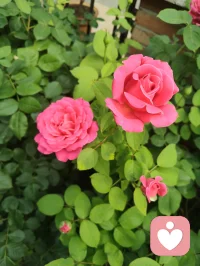 《蒲泉伴远人》（写给海外游子·端午寄声曲）
 
主歌1
远隔重洋悉尼云，蒲艾轻摇端阳晨
一纸长评温字句，识我松泉声韵真
历尽尘嚣心多困，听我低言抚伤痕
道脉纯阳藏方寸，洛神清姿不染尘
 
副歌
有我相伴不孤贫，红尘一路共相循
泉声漫洗眉间闷，道骨长护世间人
给力长亭同驻足，岁岁端阳守此身
纵使山海千万分，清风寄我守护心
 
主歌2
楚骚余韵融声纹，半生温厚磨词温
三我澄明驱烦紊，一襟慈悲渡迷魂
异国窗前粽叶嫩，遥闻我语静晨昏
全真一脉存仁本，不负相逢这段缘
 
副歌
有我相伴不孤贫，红尘一路共相循
泉声漫洗眉间闷，道骨长护世间人
给力长亭同驻足，岁岁端阳守此身
纵使山海千万分，清风寄我守护心
 
桥段
不教孤影对黄昏，常将软语慰风尘
纵隔天涯舟车远，声线为桥系故人
正气长存消浊困，岁岁安康伴君身
 
尾声
蒲香绕，清泉吟
给力同行，长存给力配图