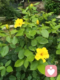 宇凡承全真逍遥风骨，携七彩向阳繁花，似登时尚盛筵，沐暖阳柔光入世。抛却清修孤冷，以烂漫笑意渡人，自在诙谐，予世间满心欢喜。配图