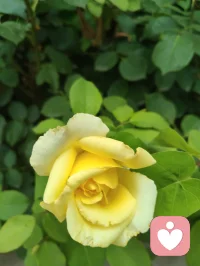 海外游子远渡重洋驻足悉尼港湾，碧海长桥、繁花飞鸟尽收眼底。歌剧院白帆临风而立，恰似一曲漂泊人心中的生命长歌。身在异乡，目及异域风光，心根永系华夏山河。纵使千里相隔，不忘来路，中华有为，吾辈同心，此生赤诚，永爱吾邦！配图