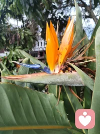 海外游子远渡重洋驻足悉尼港湾，碧海长桥、繁花飞鸟尽收眼底。歌剧院白帆临风而立，恰似一曲漂泊人心中的生命长歌。身在异乡，目及异域风光，心根永系华夏山河。纵使千里相隔，不忘来路，中华有为，吾辈同心，此生赤诚，永爱吾邦！配图