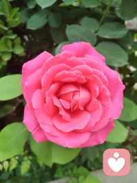 海外游子远渡重洋驻足悉尼港湾，碧海长桥、繁花飞鸟尽收眼底。歌剧院白帆临风而立，恰似一曲漂泊人心中的生命长歌。身在异乡，目及异域风光，心根永系华夏山河。纵使千里相隔，不忘来路，中华有为，吾辈同心，此生赤诚，永爱吾邦！配图