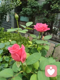 海外游子远渡重洋驻足悉尼港湾，碧海长桥、繁花飞鸟尽收眼底。歌剧院白帆临风而立，恰似一曲漂泊人心中的生命长歌。身在异乡，目及异域风光，心根永系华夏山河。纵使千里相隔，不忘来路，中华有为，吾辈同心，此生赤诚，永爱吾邦！配图