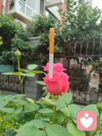海外游子远渡重洋驻足悉尼港湾，碧海长桥、繁花飞鸟尽收眼底。歌剧院白帆临风而立，恰似一曲漂泊人心中的生命长歌。身在异乡，目及异域风光，心根永系华夏山河。纵使千里相隔，不忘来路，中华有为，吾辈同心，此生赤诚，永爱吾邦！配图
