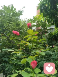 海外游子远渡重洋驻足悉尼港湾，碧海长桥、繁花飞鸟尽收眼底。歌剧院白帆临风而立，恰似一曲漂泊人心中的生命长歌。身在异乡，目及异域风光，心根永系华夏山河。纵使千里相隔，不忘来路，中华有为，吾辈同心，此生赤诚，永爱吾邦！配图
