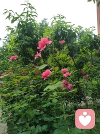 人生路漫漫，艳泽高照，给力同行！配图