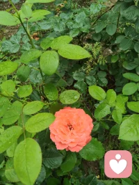 端午裹一叶清粽，花开满院晚风柔。
人间烟火最能疗愈人心，我们总向外追逐情绪寄托，却常常忽略眼前细碎安稳。
粽叶裹住清甜，繁花抚平浮躁，所谓内心丰盈，从来不是寻觅盛大欢喜，而是接纳日常里这份简单温柔。
不必强求完美圆满，一餐一景皆是自愈良药，愿诸君端午安康，与自己温柔和解，心中常存草木清欢。配图