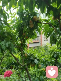 端午裹一叶清粽，花开满院晚风柔。
人间烟火最能疗愈人心，我们总向外追逐情绪寄托，却常常忽略眼前细碎安稳。
粽叶裹住清甜，繁花抚平浮躁，所谓内心丰盈，从来不是寻觅盛大欢喜，而是接纳日常里这份简单温柔。
不必强求完美圆满，一餐一景皆是自愈良药，愿诸君端午安康，与自己温柔和解，心中常存草木清欢。配图