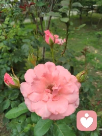 端午裹一叶清粽，花开满院晚风柔。
人间烟火最能疗愈人心，我们总向外追逐情绪寄托，却常常忽略眼前细碎安稳。
粽叶裹住清甜，繁花抚平浮躁，所谓内心丰盈，从来不是寻觅盛大欢喜，而是接纳日常里这份简单温柔。
不必强求完美圆满，一餐一景皆是自愈良药，愿诸君端午安康，与自己温柔和解，心中常存草木清欢。配图