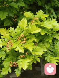 端午裹一叶清粽，花开满院晚风柔。
人间烟火最能疗愈人心，我们总向外追逐情绪寄托，却常常忽略眼前细碎安稳。
粽叶裹住清甜，繁花抚平浮躁，所谓内心丰盈，从来不是寻觅盛大欢喜，而是接纳日常里这份简单温柔。
不必强求完美圆满，一餐一景皆是自愈良药，愿诸君端午安康，与自己温柔和解，心中常存草木清欢。配图