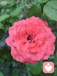 端午安康，院间繁花盛放，粽叶裹满人间温柔。恰逢这首《见花如面》，借花草抚平内心荒芜，从心理层面消解孤独、思念与内心空洞，送给每一个时常内耗、缺少陪伴的人。
 
《见花如面》完整歌词
 
清晨的露水吻过花瓣
好像你寄来的问候信笺
拆开一缕香蔓延着思念
荒芜里种下整个春天
 
时光和季节都会变迁
它替我穿越人海与你相见
一朵一笑靥愈合了失眠
原来我们从未走远
 
见花如面 如面如面
每一束都是最温柔的寒暄
轻轻的唤醒所有的缱绻
无论多远如低语在耳边
 
见花如面 如面如面
深情的问候都藏在蕊间
玫瑰说早安 茉莉道晚安
世间最温柔不过一句我在
  
宇凡道第六道心神自愈道之心理学疗愈解读
 1. 花草是内心空缺的情绪载体
心理学中，自然植物具备情绪代偿作用。很多人内心缺陪伴、藏思念，无人倾诉便陷入失眠、空虚，就像歌词里“荒芜里种下春天”——花朵代替缺席的人完成情感寄托，填补内心空洞，不用执着于人时刻相伴，自然万物都能成为情绪缓冲。
​2. “见花如面”是内在自我安抚
我们总向外渴求他人惦记，可分离、隔阂是人生常态。看见繁花便想起牵挂之人，本质是内心在主动完成自我疗愈：不必强求相见，允许思念温柔安放，接纳离别与距离，放下对“时刻陪伴”的执念，减少求而不得的精神内耗。
​3. “世间最温柔不过一句我在”是安全感内核
绝大多数焦虑、敏感、成瘾式执念，根源都是深层安全感缺失。这首歌传递的“我在”，不仅指他人的陪伴，更是学会对自己说一句“我一直在”。端午粽叶花香相伴，学会自我接纳、自我陪伴，才是稳定长久的情绪支撑。
​宇凡端午寄语
粽叶清甜，花开温柔。人生不必执着圆满，思念不必困于遗憾。眼前草木皆是自愈良药，见花如见本心，接纳所有悲欢缺憾，与自己温柔和解，岁岁安康，心有繁花。配图