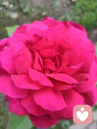 端午安康，院间繁花盛放，粽叶裹满人间温柔。恰逢这首《见花如面》，借花草抚平内心荒芜，从心理层面消解孤独、思念与内心空洞，送给每一个时常内耗、缺少陪伴的人。
 
《见花如面》完整歌词
 
清晨的露水吻过花瓣
好像你寄来的问候信笺
拆开一缕香蔓延着思念
荒芜里种下整个春天
 
时光和季节都会变迁
它替我穿越人海与你相见
一朵一笑靥愈合了失眠
原来我们从未走远
 
见花如面 如面如面
每一束都是最温柔的寒暄
轻轻的唤醒所有的缱绻
无论多远如低语在耳边
 
见花如面 如面如面
深情的问候都藏在蕊间
玫瑰说早安 茉莉道晚安
世间最温柔不过一句我在
  
宇凡道第六道心神自愈道之心理学疗愈解读
 1. 花草是内心空缺的情绪载体
心理学中，自然植物具备情绪代偿作用。很多人内心缺陪伴、藏思念，无人倾诉便陷入失眠、空虚，就像歌词里“荒芜里种下春天”——花朵代替缺席的人完成情感寄托，填补内心空洞，不用执着于人时刻相伴，自然万物都能成为情绪缓冲。
​2. “见花如面”是内在自我安抚
我们总向外渴求他人惦记，可分离、隔阂是人生常态。看见繁花便想起牵挂之人，本质是内心在主动完成自我疗愈：不必强求相见，允许思念温柔安放，接纳离别与距离，放下对“时刻陪伴”的执念，减少求而不得的精神内耗。
​3. “世间最温柔不过一句我在”是安全感内核
绝大多数焦虑、敏感、成瘾式执念，根源都是深层安全感缺失。这首歌传递的“我在”，不仅指他人的陪伴，更是学会对自己说一句“我一直在”。端午粽叶花香相伴，学会自我接纳、自我陪伴，才是稳定长久的情绪支撑。
​宇凡端午寄语
粽叶清甜，花开温柔。人生不必执着圆满，思念不必困于遗憾。眼前草木皆是自愈良药，见花如见本心，接纳所有悲欢缺憾，与自己温柔和解，岁岁安康，心有繁花。配图