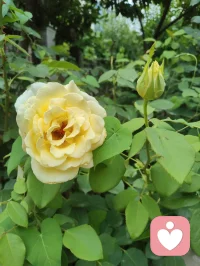 端午安康，院间繁花盛放，粽叶裹满人间温柔。恰逢这首《见花如面》，借花草抚平内心荒芜，从心理层面消解孤独、思念与内心空洞，送给每一个时常内耗、缺少陪伴的人。
 
《见花如面》完整歌词
 
清晨的露水吻过花瓣
好像你寄来的问候信笺
拆开一缕香蔓延着思念
荒芜里种下整个春天
 
时光和季节都会变迁
它替我穿越人海与你相见
一朵一笑靥愈合了失眠
原来我们从未走远
 
见花如面 如面如面
每一束都是最温柔的寒暄
轻轻的唤醒所有的缱绻
无论多远如低语在耳边
 
见花如面 如面如面
深情的问候都藏在蕊间
玫瑰说早安 茉莉道晚安
世间最温柔不过一句我在
  
宇凡道第六道心神自愈道之心理学疗愈解读
 1. 花草是内心空缺的情绪载体
心理学中，自然植物具备情绪代偿作用。很多人内心缺陪伴、藏思念，无人倾诉便陷入失眠、空虚，就像歌词里“荒芜里种下春天”——花朵代替缺席的人完成情感寄托，填补内心空洞，不用执着于人时刻相伴，自然万物都能成为情绪缓冲。
​2. “见花如面”是内在自我安抚
我们总向外渴求他人惦记，可分离、隔阂是人生常态。看见繁花便想起牵挂之人，本质是内心在主动完成自我疗愈：不必强求相见，允许思念温柔安放，接纳离别与距离，放下对“时刻陪伴”的执念，减少求而不得的精神内耗。
​3. “世间最温柔不过一句我在”是安全感内核
绝大多数焦虑、敏感、成瘾式执念，根源都是深层安全感缺失。这首歌传递的“我在”，不仅指他人的陪伴，更是学会对自己说一句“我一直在”。端午粽叶花香相伴，学会自我接纳、自我陪伴，才是稳定长久的情绪支撑。
​宇凡端午寄语
粽叶清甜，花开温柔。人生不必执着圆满，思念不必困于遗憾。眼前草木皆是自愈良药，见花如见本心，接纳所有悲欢缺憾，与自己温柔和解，岁岁安康，心有繁花。配图