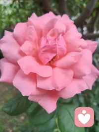 端午安康，院间繁花盛放，粽叶裹满人间温柔。恰逢这首《见花如面》，借花草抚平内心荒芜，从心理层面消解孤独、思念与内心空洞，送给每一个时常内耗、缺少陪伴的人。
 
《见花如面》完整歌词
 
清晨的露水吻过花瓣
好像你寄来的问候信笺
拆开一缕香蔓延着思念
荒芜里种下整个春天
 
时光和季节都会变迁
它替我穿越人海与你相见
一朵一笑靥愈合了失眠
原来我们从未走远
 
见花如面 如面如面
每一束都是最温柔的寒暄
轻轻的唤醒所有的缱绻
无论多远如低语在耳边
 
见花如面 如面如面
深情的问候都藏在蕊间
玫瑰说早安 茉莉道晚安
世间最温柔不过一句我在
  
宇凡道第六道心神自愈道之心理学疗愈解读
 1. 花草是内心空缺的情绪载体
心理学中，自然植物具备情绪代偿作用。很多人内心缺陪伴、藏思念，无人倾诉便陷入失眠、空虚，就像歌词里“荒芜里种下春天”——花朵代替缺席的人完成情感寄托，填补内心空洞，不用执着于人时刻相伴，自然万物都能成为情绪缓冲。
​2. “见花如面”是内在自我安抚
我们总向外渴求他人惦记，可分离、隔阂是人生常态。看见繁花便想起牵挂之人，本质是内心在主动完成自我疗愈：不必强求相见，允许思念温柔安放，接纳离别与距离，放下对“时刻陪伴”的执念，减少求而不得的精神内耗。
​3. “世间最温柔不过一句我在”是安全感内核
绝大多数焦虑、敏感、成瘾式执念，根源都是深层安全感缺失。这首歌传递的“我在”，不仅指他人的陪伴，更是学会对自己说一句“我一直在”。端午粽叶花香相伴，学会自我接纳、自我陪伴，才是稳定长久的情绪支撑。
​宇凡端午寄语
粽叶清甜，花开温柔。人生不必执着圆满，思念不必困于遗憾。眼前草木皆是自愈良药，见花如见本心，接纳所有悲欢缺憾，与自己温柔和解，岁岁安康，心有繁花。配图