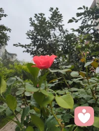 端午安康，院间繁花盛放，粽叶裹满人间温柔。恰逢这首《见花如面》，借花草抚平内心荒芜，从心理层面消解孤独、思念与内心空洞，送给每一个时常内耗、缺少陪伴的人。
 
《见花如面》完整歌词
 
清晨的露水吻过花瓣
好像你寄来的问候信笺
拆开一缕香蔓延着思念
荒芜里种下整个春天
 
时光和季节都会变迁
它替我穿越人海与你相见
一朵一笑靥愈合了失眠
原来我们从未走远
 
见花如面 如面如面
每一束都是最温柔的寒暄
轻轻的唤醒所有的缱绻
无论多远如低语在耳边
 
见花如面 如面如面
深情的问候都藏在蕊间
玫瑰说早安 茉莉道晚安
世间最温柔不过一句我在
  
宇凡道第六道心神自愈道之心理学疗愈解读
 1. 花草是内心空缺的情绪载体
心理学中，自然植物具备情绪代偿作用。很多人内心缺陪伴、藏思念，无人倾诉便陷入失眠、空虚，就像歌词里“荒芜里种下春天”——花朵代替缺席的人完成情感寄托，填补内心空洞，不用执着于人时刻相伴，自然万物都能成为情绪缓冲。
​2. “见花如面”是内在自我安抚
我们总向外渴求他人惦记，可分离、隔阂是人生常态。看见繁花便想起牵挂之人，本质是内心在主动完成自我疗愈：不必强求相见，允许思念温柔安放，接纳离别与距离，放下对“时刻陪伴”的执念，减少求而不得的精神内耗。
​3. “世间最温柔不过一句我在”是安全感内核
绝大多数焦虑、敏感、成瘾式执念，根源都是深层安全感缺失。这首歌传递的“我在”，不仅指他人的陪伴，更是学会对自己说一句“我一直在”。端午粽叶花香相伴，学会自我接纳、自我陪伴，才是稳定长久的情绪支撑。
​宇凡端午寄语
粽叶清甜，花开温柔。人生不必执着圆满，思念不必困于遗憾。眼前草木皆是自愈良药，见花如见本心，接纳所有悲欢缺憾，与自己温柔和解，岁岁安康，心有繁花。配图