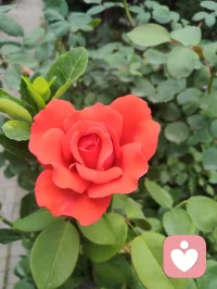 端午安康，院间繁花盛放，粽叶裹满人间温柔。恰逢这首《见花如面》，借花草抚平内心荒芜，从心理层面消解孤独、思念与内心空洞，送给每一个时常内耗、缺少陪伴的人。
 
《见花如面》完整歌词
 
清晨的露水吻过花瓣
好像你寄来的问候信笺
拆开一缕香蔓延着思念
荒芜里种下整个春天
 
时光和季节都会变迁
它替我穿越人海与你相见
一朵一笑靥愈合了失眠
原来我们从未走远
 
见花如面 如面如面
每一束都是最温柔的寒暄
轻轻的唤醒所有的缱绻
无论多远如低语在耳边
 
见花如面 如面如面
深情的问候都藏在蕊间
玫瑰说早安 茉莉道晚安
世间最温柔不过一句我在
  
宇凡道第六道心神自愈道之心理学疗愈解读
 1. 花草是内心空缺的情绪载体
心理学中，自然植物具备情绪代偿作用。很多人内心缺陪伴、藏思念，无人倾诉便陷入失眠、空虚，就像歌词里“荒芜里种下春天”——花朵代替缺席的人完成情感寄托，填补内心空洞，不用执着于人时刻相伴，自然万物都能成为情绪缓冲。
​2. “见花如面”是内在自我安抚
我们总向外渴求他人惦记，可分离、隔阂是人生常态。看见繁花便想起牵挂之人，本质是内心在主动完成自我疗愈：不必强求相见，允许思念温柔安放，接纳离别与距离，放下对“时刻陪伴”的执念，减少求而不得的精神内耗。
​3. “世间最温柔不过一句我在”是安全感内核
绝大多数焦虑、敏感、成瘾式执念，根源都是深层安全感缺失。这首歌传递的“我在”，不仅指他人的陪伴，更是学会对自己说一句“我一直在”。端午粽叶花香相伴，学会自我接纳、自我陪伴，才是稳定长久的情绪支撑。
​宇凡端午寄语
粽叶清甜，花开温柔。人生不必执着圆满，思念不必困于遗憾。眼前草木皆是自愈良药，见花如见本心，接纳所有悲欢缺憾，与自己温柔和解，岁岁安康，心有繁花。配图