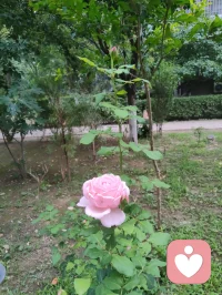 端午暮色温柔，花开满庭，一曲《见花如面》送给远隔山海的游子，也赠予每一位困于情绪褶皱里的人。
海外游子来访者留言道，团圆佳节我抽身于烟火宴席，分一段温润声音托住她满胸愤懑。于心理学而言，倾听从不是单向的付出，而是一场双向自愈：当我承接他人积压的焦虑、孤独与委屈，用陪伴填补对方内心空洞时，自身的共情力也在消解内在浮躁。
爱人者爱返，福往者福来。我们向外给予温柔安抚，内心亦会收获善意回馈；见花如见故人，倾听亦照见本心。花草抚平相思，陪伴治愈创伤，学会托举他人情绪，亦是在圆满自我灵魂。愿世间所有人，皆有花可寄思念，有人可托心绪，岁岁心安，端午安康。配图