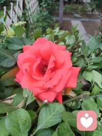 端午暮色温柔，花开满庭，一曲《见花如面》送给远隔山海的游子，也赠予每一位困于情绪褶皱里的人。
海外游子来访者留言道，团圆佳节我抽身于烟火宴席，分一段温润声音托住她满胸愤懑。于心理学而言，倾听从不是单向的付出，而是一场双向自愈：当我承接他人积压的焦虑、孤独与委屈，用陪伴填补对方内心空洞时，自身的共情力也在消解内在浮躁。
爱人者爱返，福往者福来。我们向外给予温柔安抚，内心亦会收获善意回馈；见花如见故人，倾听亦照见本心。花草抚平相思，陪伴治愈创伤，学会托举他人情绪，亦是在圆满自我灵魂。愿世间所有人，皆有花可寄思念，有人可托心绪，岁岁心安，端午安康。配图