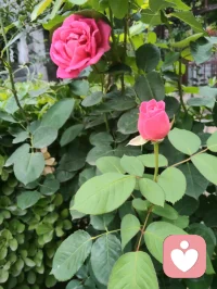 端午暮色温柔，花开满庭，一曲《见花如面》送给远隔山海的游子，也赠予每一位困于情绪褶皱里的人。
海外游子来访者留言道，团圆佳节我抽身于烟火宴席，分一段温润声音托住她满胸愤懑。于心理学而言，倾听从不是单向的付出，而是一场双向自愈：当我承接他人积压的焦虑、孤独与委屈，用陪伴填补对方内心空洞时，自身的共情力也在消解内在浮躁。
爱人者爱返，福往者福来。我们向外给予温柔安抚，内心亦会收获善意回馈；见花如见故人，倾听亦照见本心。花草抚平相思，陪伴治愈创伤，学会托举他人情绪，亦是在圆满自我灵魂。愿世间所有人，皆有花可寄思念，有人可托心绪，岁岁心安，端午安康。配图