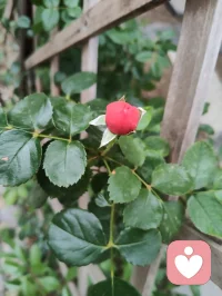 端午暮色温柔，花开满庭，一曲《见花如面》送给远隔山海的游子，也赠予每一位困于情绪褶皱里的人。
海外游子来访者留言道，团圆佳节我抽身于烟火宴席，分一段温润声音托住她满胸愤懑。于心理学而言，倾听从不是单向的付出，而是一场双向自愈：当我承接他人积压的焦虑、孤独与委屈，用陪伴填补对方内心空洞时，自身的共情力也在消解内在浮躁。
爱人者爱返，福往者福来。我们向外给予温柔安抚，内心亦会收获善意回馈；见花如见故人，倾听亦照见本心。花草抚平相思，陪伴治愈创伤，学会托举他人情绪，亦是在圆满自我灵魂。愿世间所有人，皆有花可寄思念，有人可托心绪，岁岁心安，端午安康。配图