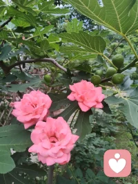 端午暮色温柔，花开满庭，一曲《见花如面》送给远隔山海的游子，也赠予每一位困于情绪褶皱里的人。
海外游子来访者留言道，团圆佳节我抽身于烟火宴席，分一段温润声音托住她满胸愤懑。于心理学而言，倾听从不是单向的付出，而是一场双向自愈：当我承接他人积压的焦虑、孤独与委屈，用陪伴填补对方内心空洞时，自身的共情力也在消解内在浮躁。
爱人者爱返，福往者福来。我们向外给予温柔安抚，内心亦会收获善意回馈；见花如见故人，倾听亦照见本心。花草抚平相思，陪伴治愈创伤，学会托举他人情绪，亦是在圆满自我灵魂。愿世间所有人，皆有花可寄思念，有人可托心绪，岁岁心安，端午安康。配图