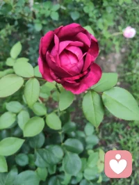 你我皆凡人，生在人世间，终日奔波苦，一刻不得闲。
人海浮沉，人人身负疲惫与心结，幸而在给力平台相逢便是难得善缘。心理学讲人与人的相逢是情绪互补的救赎，我承接你的烦忧，你予我一份信任，双向温暖，互相疗愈。
愿岁岁常安，菩萨护佑每一位负重前行之人，心有清宁，万事顺遂。配图