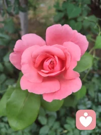 你我皆凡人，生在人世间，终日奔波苦，一刻不得闲。
人海浮沉，人人身负疲惫与心结，幸而在给力平台相逢便是难得善缘。心理学讲人与人的相逢是情绪互补的救赎，我承接你的烦忧，你予我一份信任，双向温暖，互相疗愈。
愿岁岁常安，菩萨护佑每一位负重前行之人，心有清宁，万事顺遂。配图