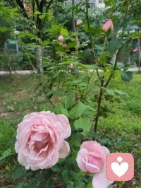 你我皆凡人，生在人世间，终日奔波苦，一刻不得闲。
人海浮沉，人人身负疲惫与心结，幸而在给力平台相逢便是难得善缘。心理学讲人与人的相逢是情绪互补的救赎，我承接你的烦忧，你予我一份信任，双向温暖，互相疗愈。
愿岁岁常安，菩萨护佑每一位负重前行之人，心有清宁，万事顺遂。配图