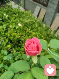 你我皆凡人，生在人世间，终日奔波苦，一刻不得闲。
人海浮沉，人人身负疲惫与心结，幸而在给力平台相逢便是难得善缘。心理学讲人与人的相逢是情绪互补的救赎，我承接你的烦忧，你予我一份信任，双向温暖，互相疗愈。
愿岁岁常安，菩萨护佑每一位负重前行之人，心有清宁，万事顺遂。配图