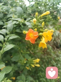 《澄元开道·破妄渡世七律》
情爱缠缚皆虚相，众生迷己困尘疆。
贪求眷念生愁扰，执念相思起躁狂。
独与天光通自性，静随草木洗愁肠。
不攀俗世温柔缘，不慕云端仙阙堂。
放下万般儿女恨，修成一片大悲肠。
心空自纳山河境，性淡能消爱恨霜。
身寄浮尘无滞碍，神交天地自昭彰。
愿渡世间迷惘客，同归清净本真乡。
 
世间万千情爱纠葛，根源皆是执念迷心，误把短暂情缘当作终身归宿，在得失爱恨里反复内耗、心神困顿。红尘情爱本是水中月影，看似真切，实则虚妄，执着索取相伴与偏爱，只会困住本心。修行从不是避世成仙，而是独与天地精神往来，于草木清风间疗愈伤痕。放下儿女情长的贪求，不攀俗世姻缘，不慕仙界逍遥，守空净本心，容纳山河万象。怀悲悯渡众生，指引困于情伤之人勘破虚妄，放下痴缠，寻回内在本真，从容自守，得一世清宁通透。配图