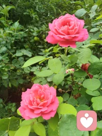 《澄元开道·破妄渡世七律》
情爱缠缚皆虚相，众生迷己困尘疆。
贪求眷念生愁扰，执念相思起躁狂。
独与天光通自性，静随草木洗愁肠。
不攀俗世温柔缘，不慕云端仙阙堂。
放下万般儿女恨，修成一片大悲肠。
心空自纳山河境，性淡能消爱恨霜。
身寄浮尘无滞碍，神交天地自昭彰。
愿渡世间迷惘客，同归清净本真乡。
 
世间万千情爱纠葛，根源皆是执念迷心，误把短暂情缘当作终身归宿，在得失爱恨里反复内耗、心神困顿。红尘情爱本是水中月影，看似真切，实则虚妄，执着索取相伴与偏爱，只会困住本心。修行从不是避世成仙，而是独与天地精神往来，于草木清风间疗愈伤痕。放下儿女情长的贪求，不攀俗世姻缘，不慕仙界逍遥，守空净本心，容纳山河万象。怀悲悯渡众生，指引困于情伤之人勘破虚妄，放下痴缠，寻回内在本真，从容自守，得一世清宁通透。配图