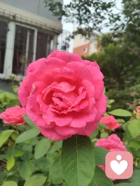《澄元开道·破妄渡世七律》
情爱缠缚皆虚相，众生迷己困尘疆。
贪求眷念生愁扰，执念相思起躁狂。
独与天光通自性，静随草木洗愁肠。
不攀俗世温柔缘，不慕云端仙阙堂。
放下万般儿女恨，修成一片大悲肠。
心空自纳山河境，性淡能消爱恨霜。
身寄浮尘无滞碍，神交天地自昭彰。
愿渡世间迷惘客，同归清净本真乡。
 
世间万千情爱纠葛，根源皆是执念迷心，误把短暂情缘当作终身归宿，在得失爱恨里反复内耗、心神困顿。红尘情爱本是水中月影，看似真切，实则虚妄，执着索取相伴与偏爱，只会困住本心。修行从不是避世成仙，而是独与天地精神往来，于草木清风间疗愈伤痕。放下儿女情长的贪求，不攀俗世姻缘，不慕仙界逍遥，守空净本心，容纳山河万象。怀悲悯渡众生，指引困于情伤之人勘破虚妄，放下痴缠，寻回内在本真，从容自守，得一世清宁通透。配图