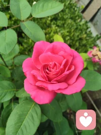 《澄元开道·破妄渡世七律》
情爱缠缚皆虚相，众生迷己困尘疆。
贪求眷念生愁扰，执念相思起躁狂。
独与天光通自性，静随草木洗愁肠。
不攀俗世温柔缘，不慕云端仙阙堂。
放下万般儿女恨，修成一片大悲肠。
心空自纳山河境，性淡能消爱恨霜。
身寄浮尘无滞碍，神交天地自昭彰。
愿渡世间迷惘客，同归清净本真乡。
 
世间万千情爱纠葛，根源皆是执念迷心，误把短暂情缘当作终身归宿，在得失爱恨里反复内耗、心神困顿。红尘情爱本是水中月影，看似真切，实则虚妄，执着索取相伴与偏爱，只会困住本心。修行从不是避世成仙，而是独与天地精神往来，于草木清风间疗愈伤痕。放下儿女情长的贪求，不攀俗世姻缘，不慕仙界逍遥，守空净本心，容纳山河万象。怀悲悯渡众生，指引困于情伤之人勘破虚妄，放下痴缠，寻回内在本真，从容自守，得一世清宁通透。配图