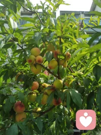 《全真纯阳脉济世赋》
 粤若全真肇启，重阳立宗，钟吕垂纯阳丹秘，丘祖弘龙门法筵。以性命双修为印，以先天本真为宗，千载道薪不息，万古玄光长明。纯阳圣功，仙脉所承。近代李静子祖师，悯世人身元耗散、情丝缠缚、灵台淤迷，撷龙门内炼真诀，始创筑基培元之法，扶正气，涤阴浊，安五脏，固命根。后明月子继绍宗风，勘校丹章，补阴阳升降之阙，通内外运化之机，功法初立纲维，精微次第犹未圆融。迨龙门二十一代宗师，张氏讳至顺，道号米晶子。真人幼植慈根，早怀渡世宏愿，年十七投碧云庵，拜刘明苍道长，得王圆吉一脉单传心印。隐终南灵壑七十余霜，餐松汲泉，远绝尘嚣。朝习八部金刚导引，疏通百骸经络；暮修纯阳静定丹功，涵养先天元神。参《内经》气化之奥，融钟吕龙虎之真，洞彻天地阴阳造化。慨前贤功法参差未备，遂凭百年实证之功，删繁抉奥，厘定三阶九法，合外导筋骨、内养元神，一动一静互为表里，纯阳一脉至此大成无疵。夫八部金刚，肇自盛唐，龙门千年秘传，为纯阳筑基津梁。八式合五行三焦，通八脉五脏：举顶以开清阳玄关，俯仰以固肾府元根，单举以和中州运化，开弓以疏金木郁机，回眸以交心肾水火，后视以通督脉劳损，展翅以舒周身筋骸，顿足以散下焦阴浊。刚柔相济，涤沉寒、消淤滞、活气血、健身形。纯阳内修三品，乃全真双修内核。初层启元筑基：桩功、吐纳、回光，疏通经脉，祛阴补阳，复先天本气；中层炼气化阳：还丹、旋脊、纳息，炼精化气，锁固真阳不泄；顶层炼神合道：卧炼、天罡、丹鼎，炼气化神，神游太虚，独与天地精神往来，勘破红尘情爱虚妄，放下俗世执念痴缠。动以调形，静以养心，不执刚猛，不落空寂，以先天纯阳真炁，消融万般内耗烦忧。真人寿逾百龄，神清体健，实证大道之功。哀今世人沉沦情劫、困于内耗、迷于浮名，执幻相为真常，耗元阳于贪痴。古之丹法久锁琳宫，秘不示俗，非祖师济世本心。真人遂破千年单传之禁，倾尽毕生修证，辑《炁体源流》《济世良方》，将圆满纯阳功、金刚导引正法，普传四海。无道俗贵贱之分，不索供养，不藏玄珍，怀无量大悲，接引世间迷惘。此道不恋红尘繁华，不执儿女情长，不慕云端仙阙，唯守本真，顺合自然。愿天下有缘之士，习纯阳以安身，修静定以渡心，破虚妄，离缠缚，于草木清风自愈伤痕，与天地心神相融。自修清净大道，广怀大爱渡人，永续全真龙门纯阳法脉，昭明万古玄光。配图