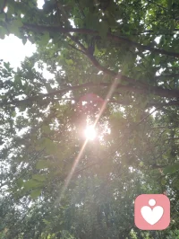 《全真纯阳脉济世赋》
 粤若全真肇启，重阳立宗，钟吕垂纯阳丹秘，丘祖弘龙门法筵。以性命双修为印，以先天本真为宗，千载道薪不息，万古玄光长明。纯阳圣功，仙脉所承。近代李静子祖师，悯世人身元耗散、情丝缠缚、灵台淤迷，撷龙门内炼真诀，始创筑基培元之法，扶正气，涤阴浊，安五脏，固命根。后明月子继绍宗风，勘校丹章，补阴阳升降之阙，通内外运化之机，功法初立纲维，精微次第犹未圆融。迨龙门二十一代宗师，张氏讳至顺，道号米晶子。真人幼植慈根，早怀渡世宏愿，年十七投碧云庵，拜刘明苍道长，得王圆吉一脉单传心印。隐终南灵壑七十余霜，餐松汲泉，远绝尘嚣。朝习八部金刚导引，疏通百骸经络；暮修纯阳静定丹功，涵养先天元神。参《内经》气化之奥，融钟吕龙虎之真，洞彻天地阴阳造化。慨前贤功法参差未备，遂凭百年实证之功，删繁抉奥，厘定三阶九法，合外导筋骨、内养元神，一动一静互为表里，纯阳一脉至此大成无疵。夫八部金刚，肇自盛唐，龙门千年秘传，为纯阳筑基津梁。八式合五行三焦，通八脉五脏：举顶以开清阳玄关，俯仰以固肾府元根，单举以和中州运化，开弓以疏金木郁机，回眸以交心肾水火，后视以通督脉劳损，展翅以舒周身筋骸，顿足以散下焦阴浊。刚柔相济，涤沉寒、消淤滞、活气血、健身形。纯阳内修三品，乃全真双修内核。初层启元筑基：桩功、吐纳、回光，疏通经脉，祛阴补阳，复先天本气；中层炼气化阳：还丹、旋脊、纳息，炼精化气，锁固真阳不泄；顶层炼神合道：卧炼、天罡、丹鼎，炼气化神，神游太虚，独与天地精神往来，勘破红尘情爱虚妄，放下俗世执念痴缠。动以调形，静以养心，不执刚猛，不落空寂，以先天纯阳真炁，消融万般内耗烦忧。真人寿逾百龄，神清体健，实证大道之功。哀今世人沉沦情劫、困于内耗、迷于浮名，执幻相为真常，耗元阳于贪痴。古之丹法久锁琳宫，秘不示俗，非祖师济世本心。真人遂破千年单传之禁，倾尽毕生修证，辑《炁体源流》《济世良方》，将圆满纯阳功、金刚导引正法，普传四海。无道俗贵贱之分，不索供养，不藏玄珍，怀无量大悲，接引世间迷惘。此道不恋红尘繁华，不执儿女情长，不慕云端仙阙，唯守本真，顺合自然。愿天下有缘之士，习纯阳以安身，修静定以渡心，破虚妄，离缠缚，于草木清风自愈伤痕，与天地心神相融。自修清净大道，广怀大爱渡人，永续全真龙门纯阳法脉，昭明万古玄光。配图