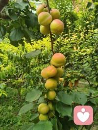 《全真纯阳脉济世赋》
 粤若全真肇启，重阳立宗，钟吕垂纯阳丹秘，丘祖弘龙门法筵。以性命双修为印，以先天本真为宗，千载道薪不息，万古玄光长明。纯阳圣功，仙脉所承。近代李静子祖师，悯世人身元耗散、情丝缠缚、灵台淤迷，撷龙门内炼真诀，始创筑基培元之法，扶正气，涤阴浊，安五脏，固命根。后明月子继绍宗风，勘校丹章，补阴阳升降之阙，通内外运化之机，功法初立纲维，精微次第犹未圆融。迨龙门二十一代宗师，张氏讳至顺，道号米晶子。真人幼植慈根，早怀渡世宏愿，年十七投碧云庵，拜刘明苍道长，得王圆吉一脉单传心印。隐终南灵壑七十余霜，餐松汲泉，远绝尘嚣。朝习八部金刚导引，疏通百骸经络；暮修纯阳静定丹功，涵养先天元神。参《内经》气化之奥，融钟吕龙虎之真，洞彻天地阴阳造化。慨前贤功法参差未备，遂凭百年实证之功，删繁抉奥，厘定三阶九法，合外导筋骨、内养元神，一动一静互为表里，纯阳一脉至此大成无疵。夫八部金刚，肇自盛唐，龙门千年秘传，为纯阳筑基津梁。八式合五行三焦，通八脉五脏：举顶以开清阳玄关，俯仰以固肾府元根，单举以和中州运化，开弓以疏金木郁机，回眸以交心肾水火，后视以通督脉劳损，展翅以舒周身筋骸，顿足以散下焦阴浊。刚柔相济，涤沉寒、消淤滞、活气血、健身形。纯阳内修三品，乃全真双修内核。初层启元筑基：桩功、吐纳、回光，疏通经脉，祛阴补阳，复先天本气；中层炼气化阳：还丹、旋脊、纳息，炼精化气，锁固真阳不泄；顶层炼神合道：卧炼、天罡、丹鼎，炼气化神，神游太虚，独与天地精神往来，勘破红尘情爱虚妄，放下俗世执念痴缠。动以调形，静以养心，不执刚猛，不落空寂，以先天纯阳真炁，消融万般内耗烦忧。真人寿逾百龄，神清体健，实证大道之功。哀今世人沉沦情劫、困于内耗、迷于浮名，执幻相为真常，耗元阳于贪痴。古之丹法久锁琳宫，秘不示俗，非祖师济世本心。真人遂破千年单传之禁，倾尽毕生修证，辑《炁体源流》《济世良方》，将圆满纯阳功、金刚导引正法，普传四海。无道俗贵贱之分，不索供养，不藏玄珍，怀无量大悲，接引世间迷惘。此道不恋红尘繁华，不执儿女情长，不慕云端仙阙，唯守本真，顺合自然。愿天下有缘之士，习纯阳以安身，修静定以渡心，破虚妄，离缠缚，于草木清风自愈伤痕，与天地心神相融。自修清净大道，广怀大爱渡人，永续全真龙门纯阳法脉，昭明万古玄光。配图