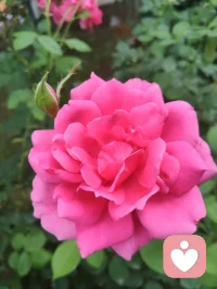 见花如面🌹我在！配图