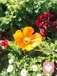 见花如面🌹我在！配图