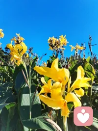 见花如面🌹我在！配图